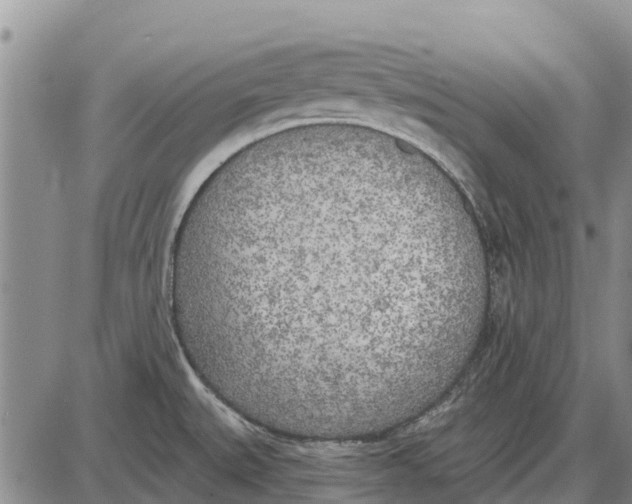 X0000085001527200703261115