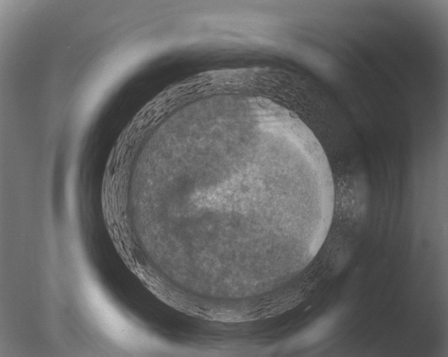 X0000085000431200704021338