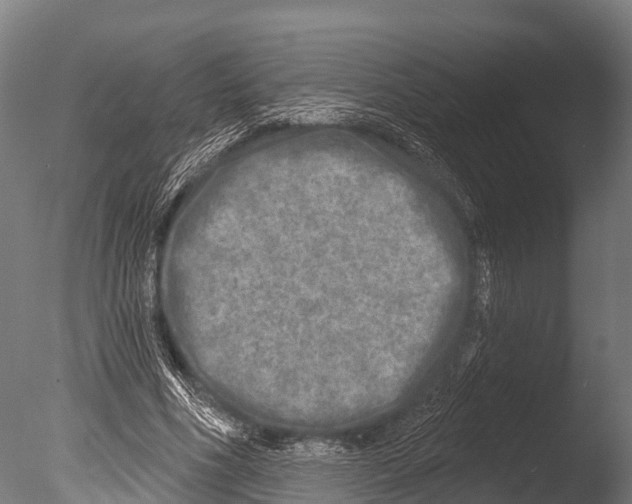 X0000085000586200704021336