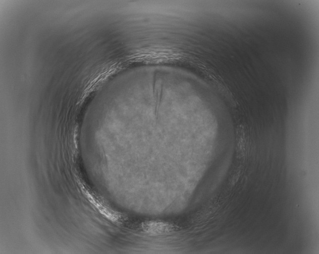 X0000085000590200704021336