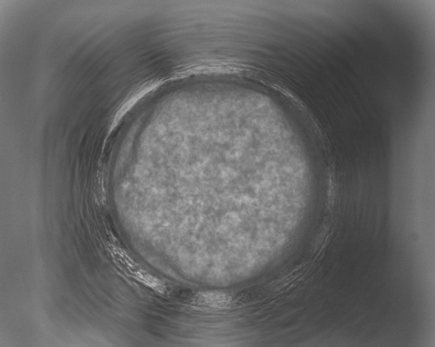 X0000085000878200704021331