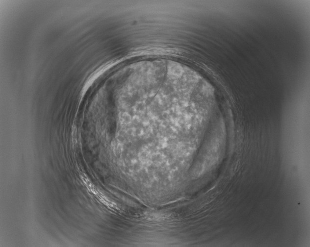 X0000085000928200704021330