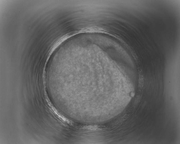 X0000085000990200704021329