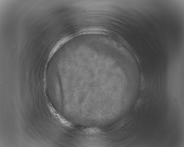 X0000085000994200704021329