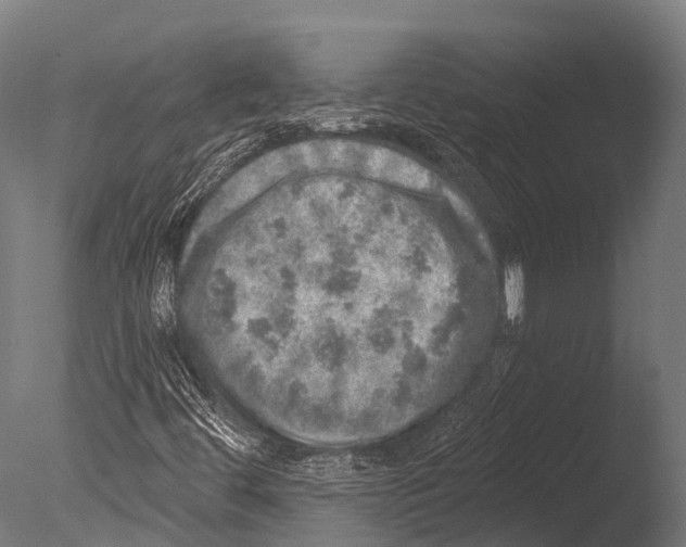 X0000085001444200704021321