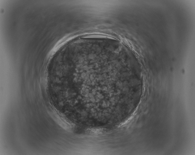 X0000085010295200703051254