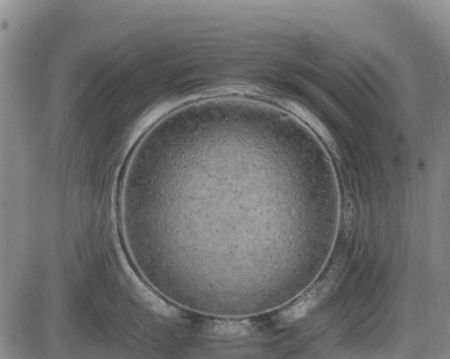 X0000085011055200703051242