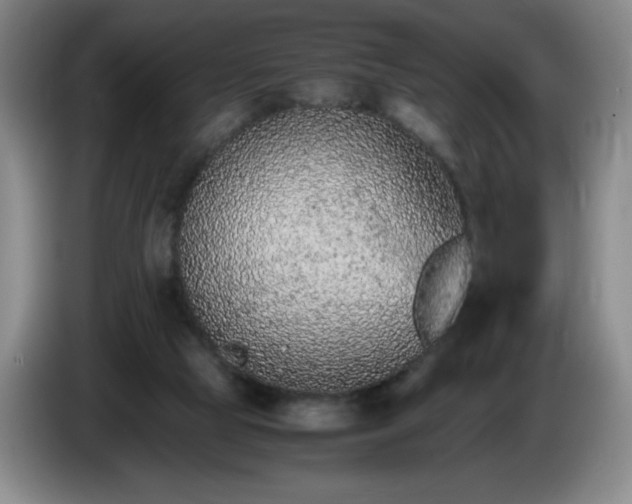 X0000085010065200703121530