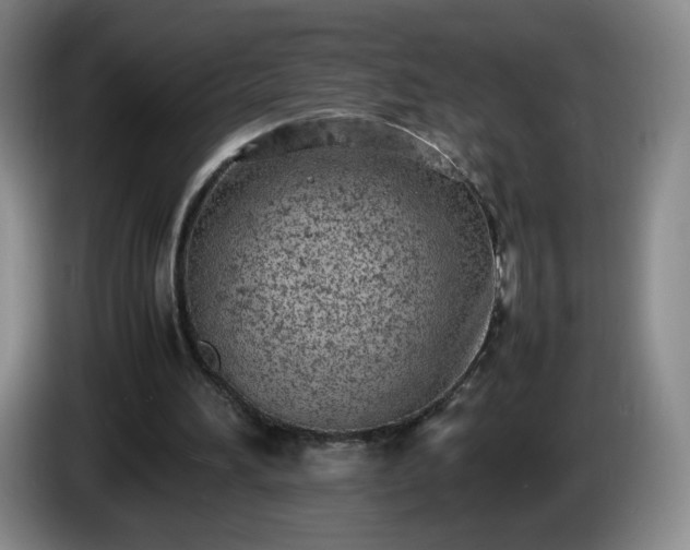 X0000085010196200703121529