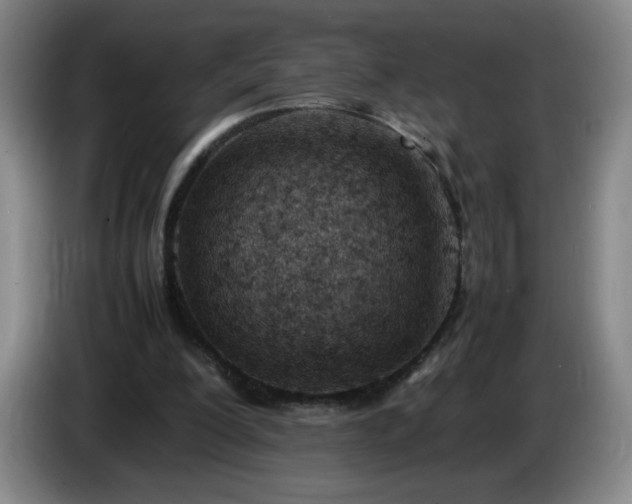 X0000085010200200703121528