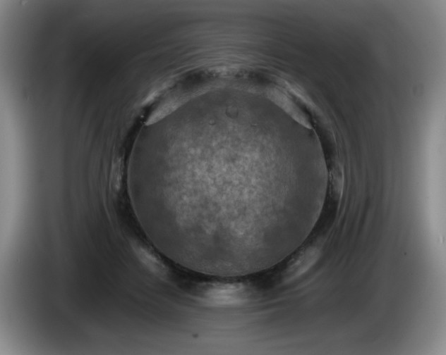 X0000085010458200703121525
