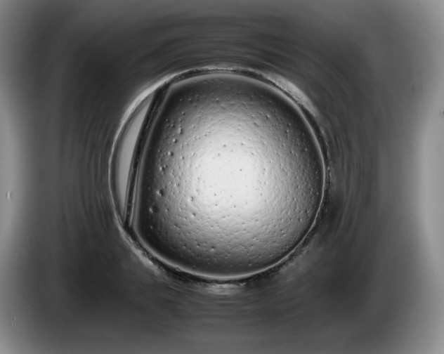 X0000085010839200703121520