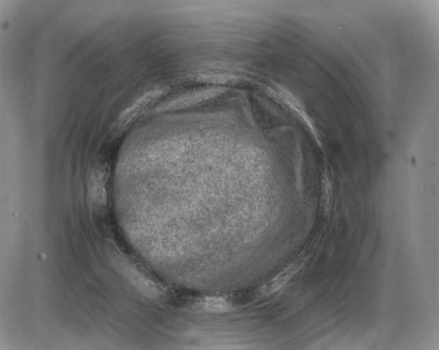 X0000085010114200703191125