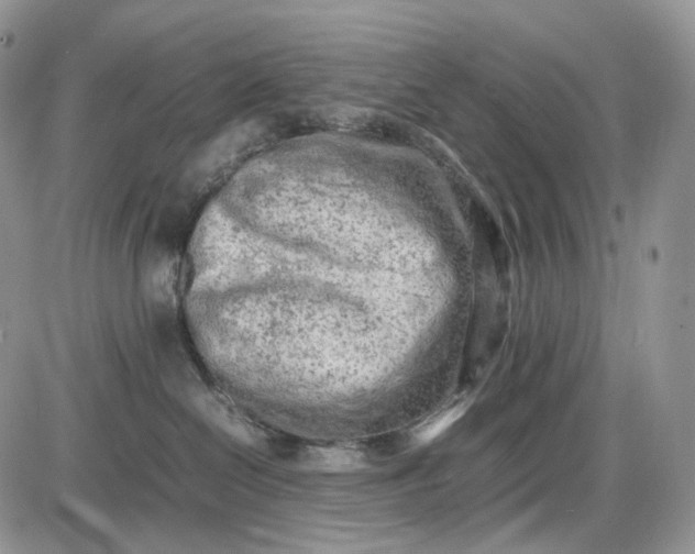 X0000085010286200703191123