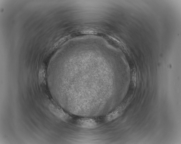 X0000085010322200703191122