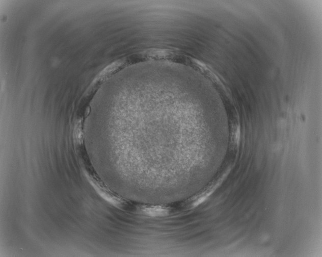 X0000085010383200703191122