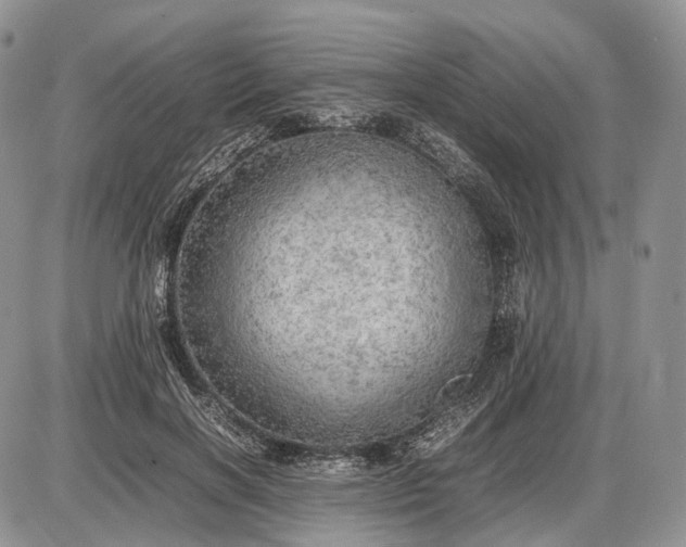 X0000085010646200703191116