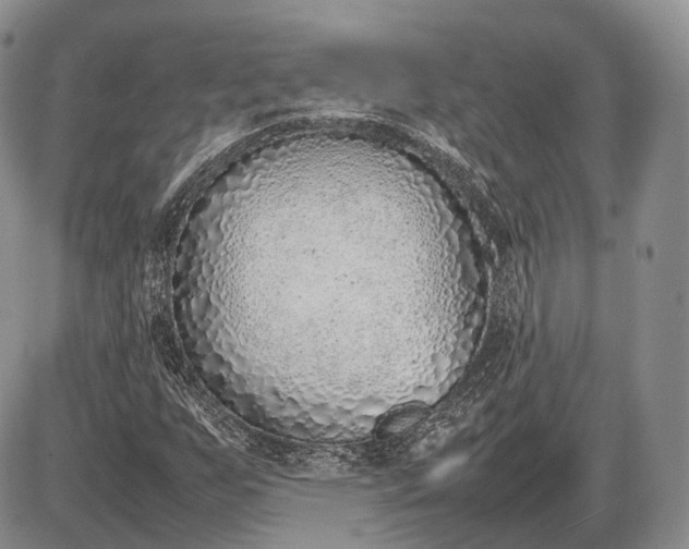 X0000085011255200703191106