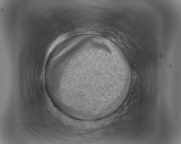 X0000085010006200703261207