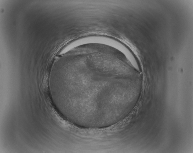 X0000085010009200703261207