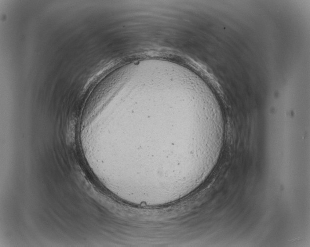 X0000085010010200703261207