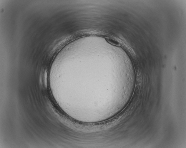 X0000085010014200703261207