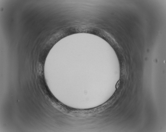 X0000085010025200703261206