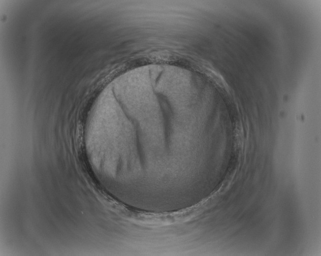 X0000085010029200703261206