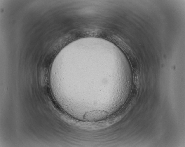 X0000085010030200703261206