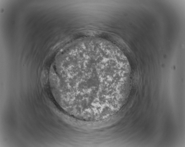 X0000085010043200703261206