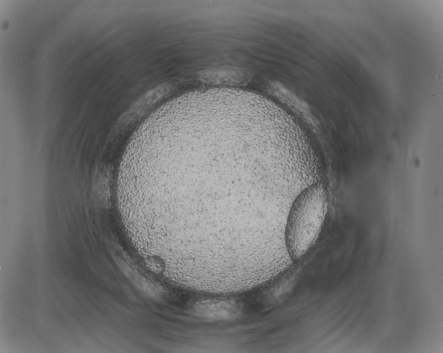 X0000085010065200703261206