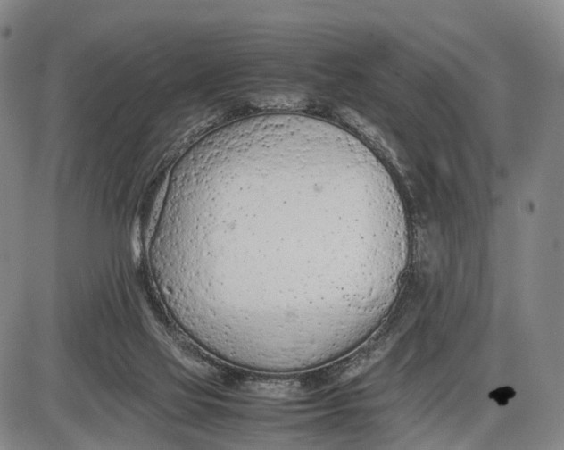 X0000085010069200703261206