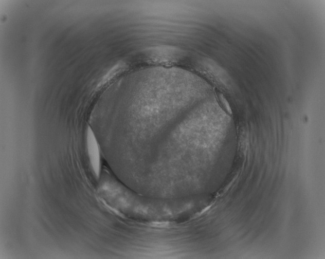 X0000085010076200703261206