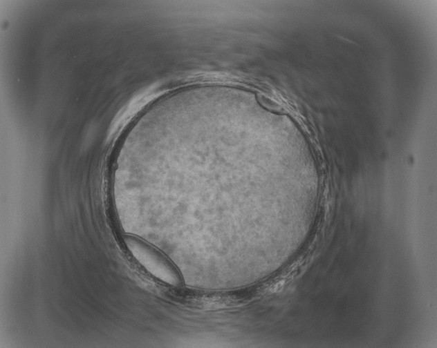 X0000085010103200703261205