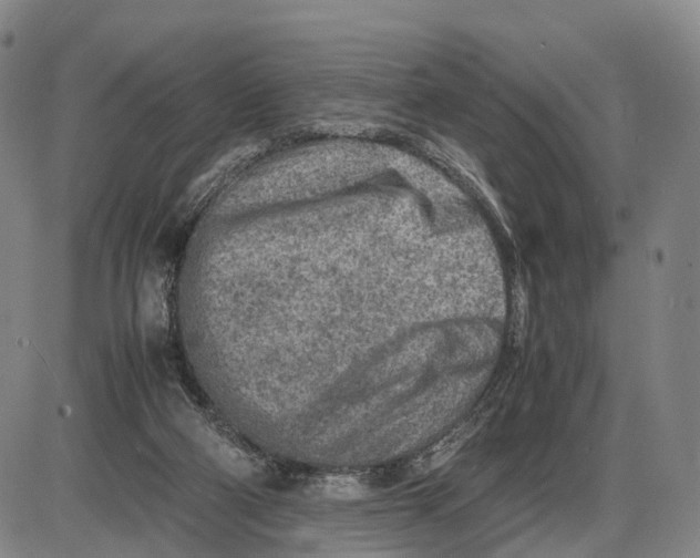 X0000085010114200703261205