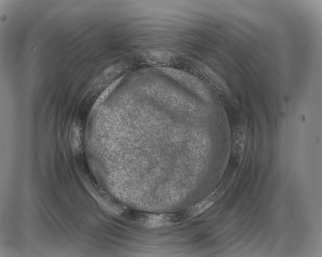 X0000085010130200703261205