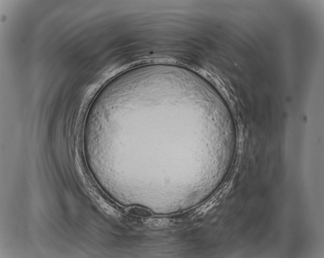 X0000085010145200703261204