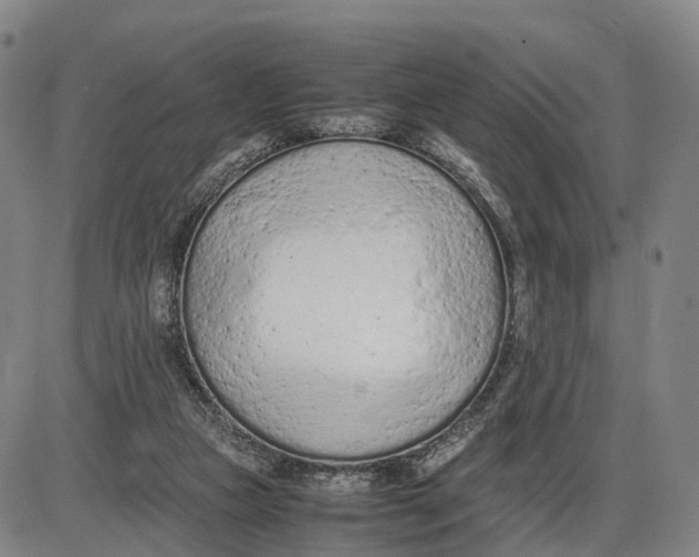 X0000085010161200703261204