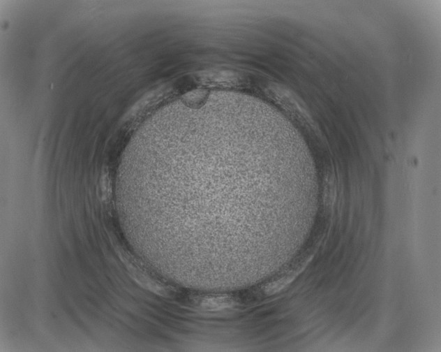 X0000085010173200703261204