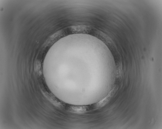 X0000085010187200703261204