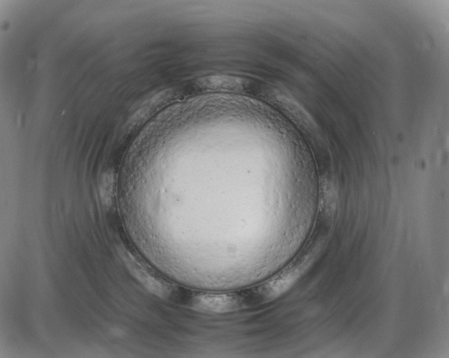 X0000085010189200703261204