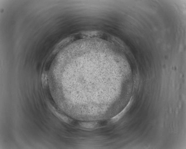 X0000085010191200703261204