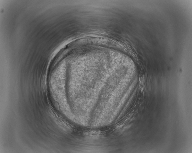 X0000085010196200703261204