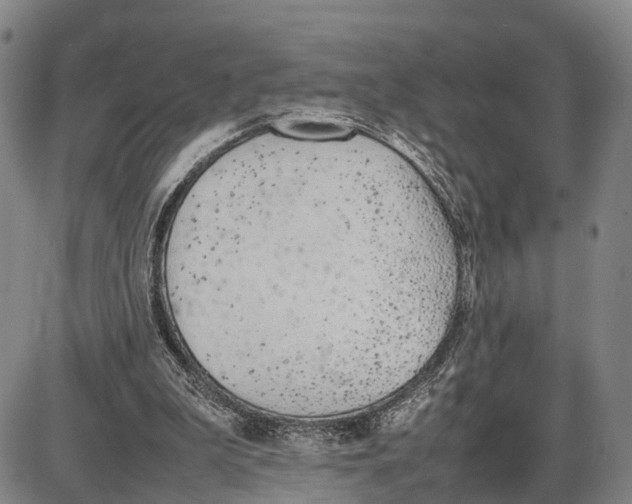 X0000085010199200703261204