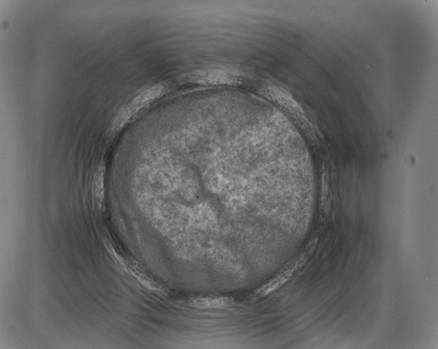 X0000085010202200703261203