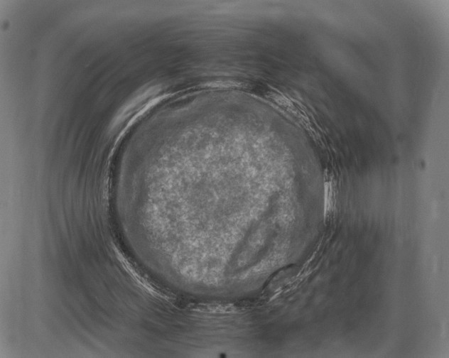 X0000085010243200703261202