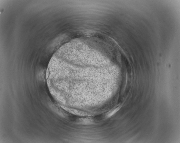 X0000085010286200703261203