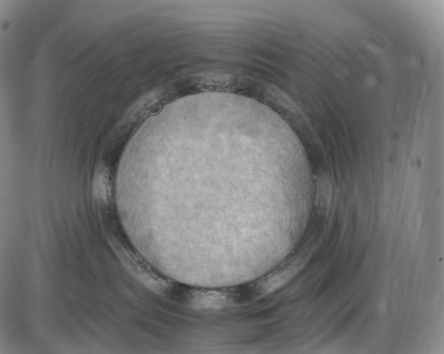 X0000085010287200703261203