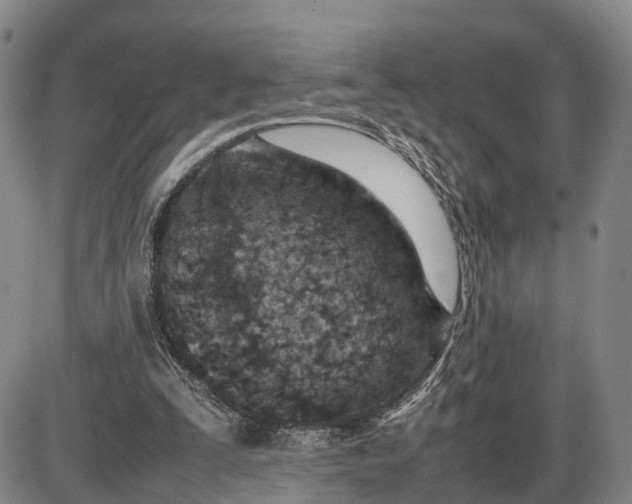 X0000085010295200703261202