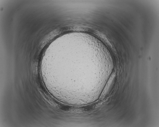 X0000085010299200703261202